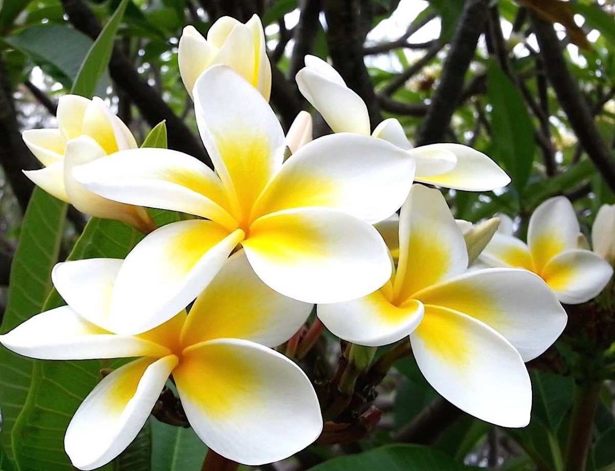 Ficha Técnica da Flor Jasmim Manga: Raiz, Folhas e Caule