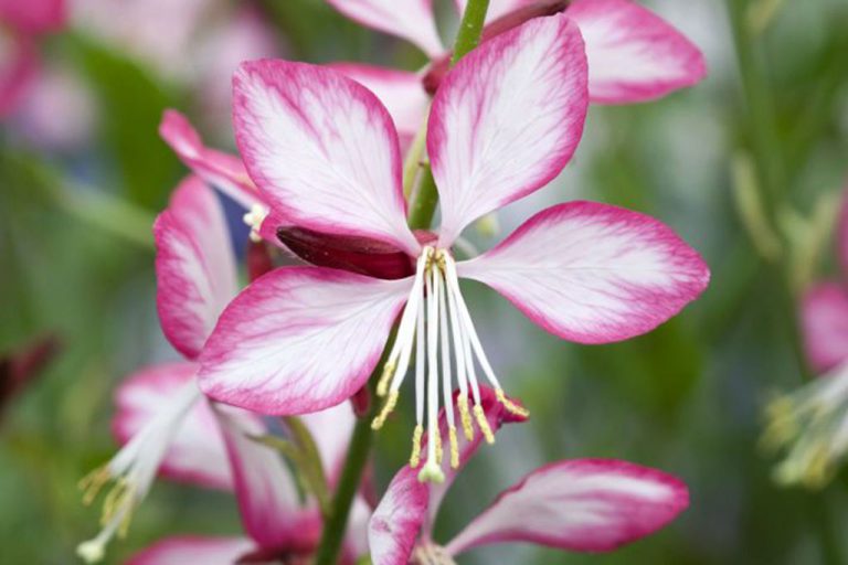 Flor Lindheimeri ou Gaura Rosa