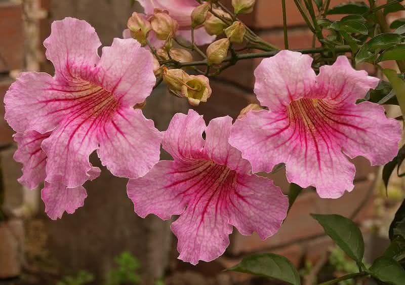 Sete-Léguas: Curiosidades e Fatos Interessantes Sobre a Planta