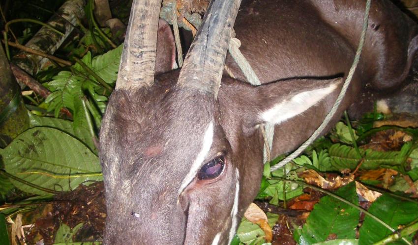 Saola: Curiosidades e Fatos Interessantes Sobre o Animal