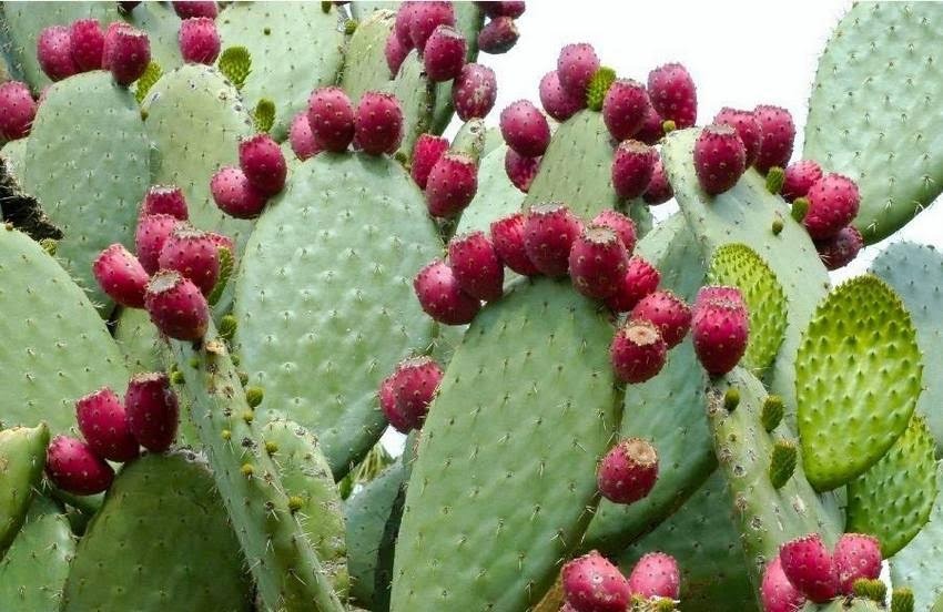 Pode Comer Cacto? Quais Tipos São Comestíveis?