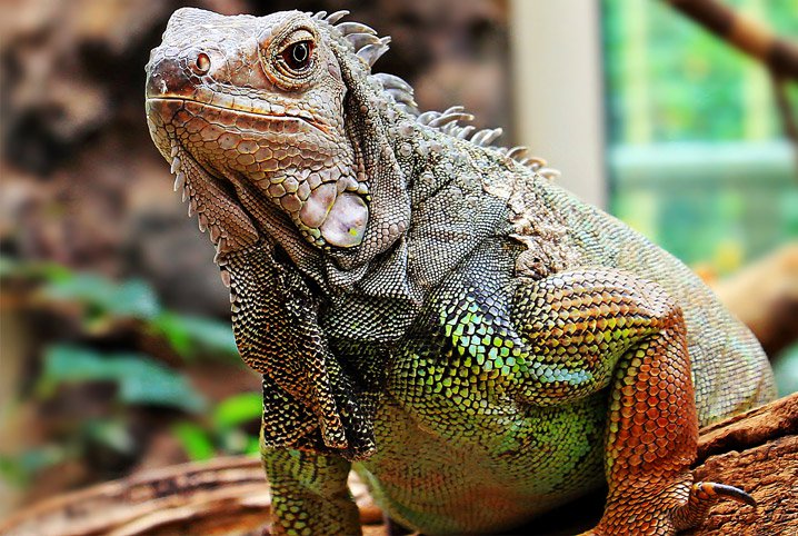 Criar Iguana É Crime? Existe Multa Por Criar Iguana?