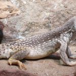 Iguana Do Deserto