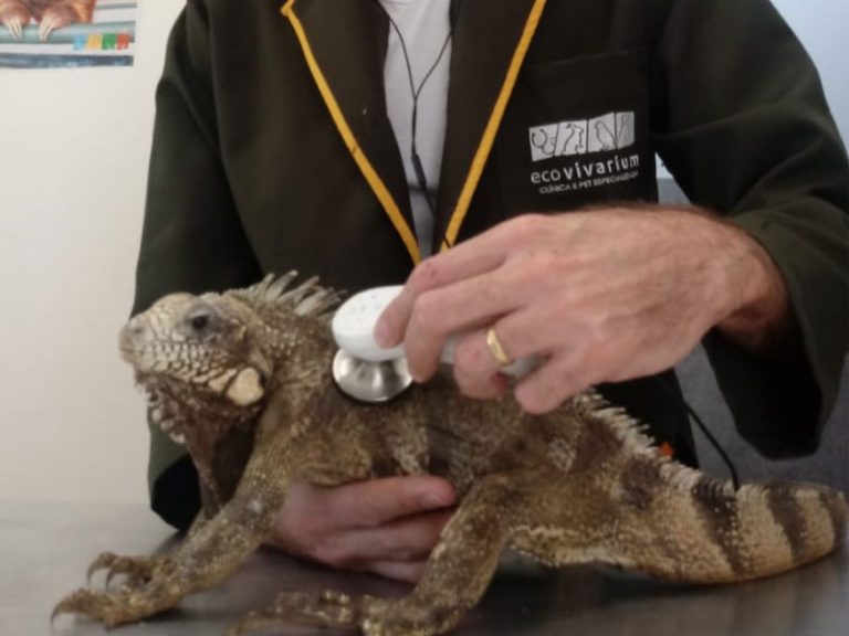 Iguana no Veterinário