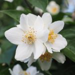 Jasmin