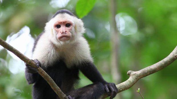 Macaco Prego-de-Cara-Branca da América Central: Curiosidades