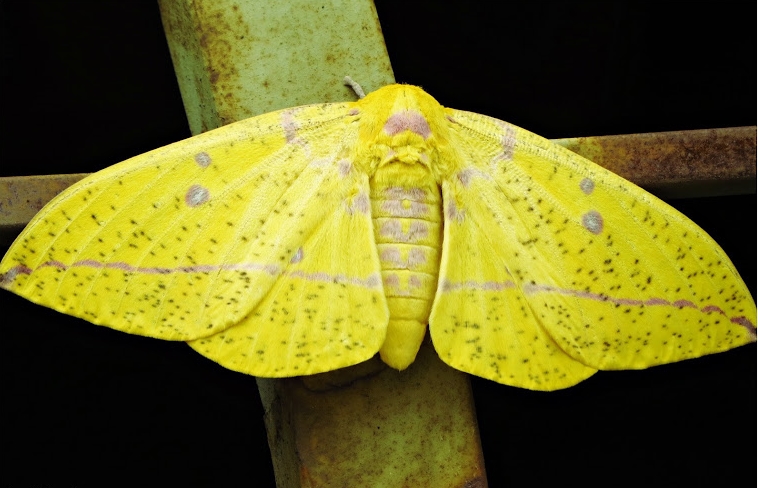 Qual o Significado da Mariposa Amarela?