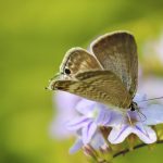 Mariposa pousando em flor