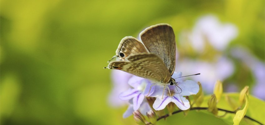 Ficha Técnica da Mariposa: Peso, Altura, Tamanho e Imagem