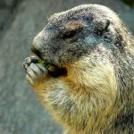 Marmota comendo