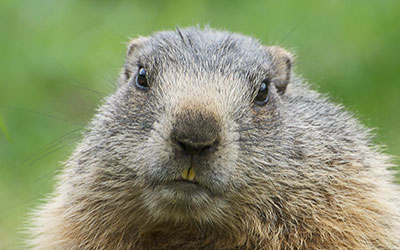 Existem Marmotas No Brasil? Onde Elas Ficam?