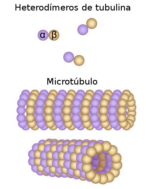 Qual É O Papel Dos Microtúbulos Na Mitose?