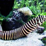 Moreia-zebra Características Físicas
