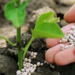 Nutrindo a Planta