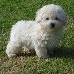 Poodle Micro Toy Cuidados
