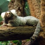 Sagui de Tufos Brancos