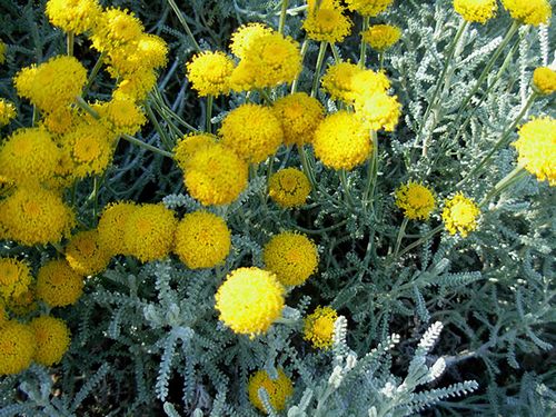 História da Santolina, Significado, Origem da Planta e Fotos