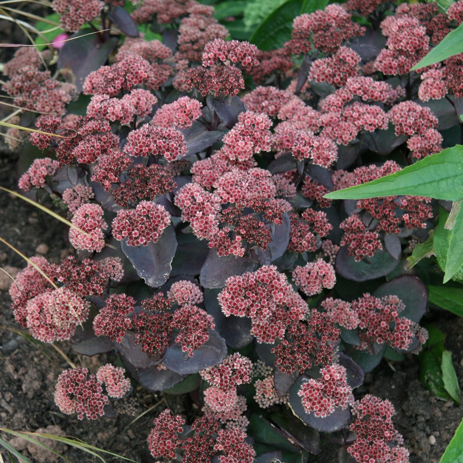 Sedum Telephium: Características, Como Cuidar e Fotos