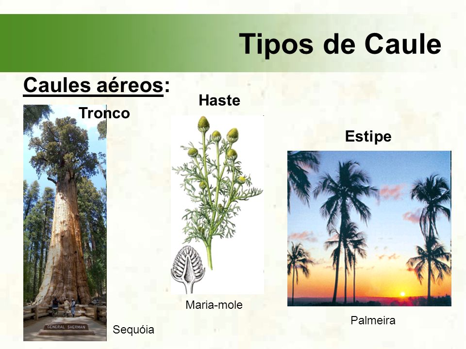 O Que o Caule Transporta? Para que Ele Serve?