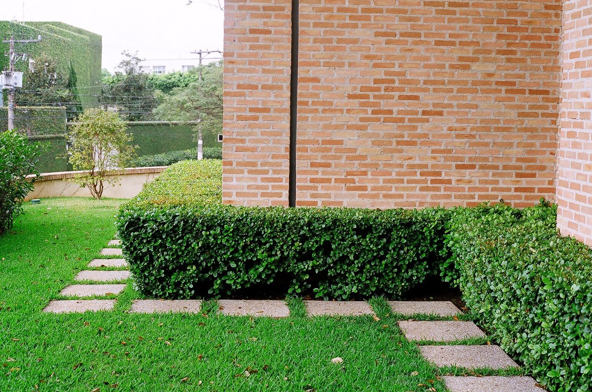 Viburno Curiosidades e Fatos Interessantes Sobre a Planta