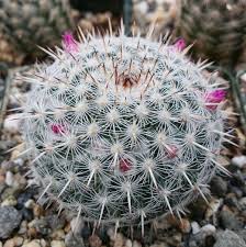 Cactos Mammillaria: O que são? Quais as Espécies?