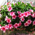 Características da Vinca