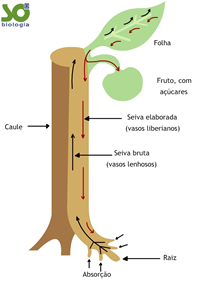 Como o Caule Cresce? Estudo de Como Funciona o Caule