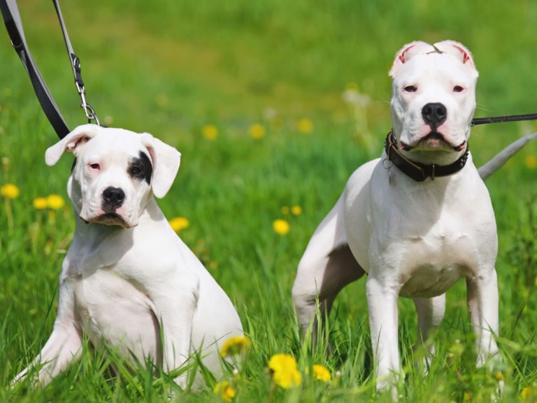 Top 10 Canis da Raça Dogo Argentino no Brasil