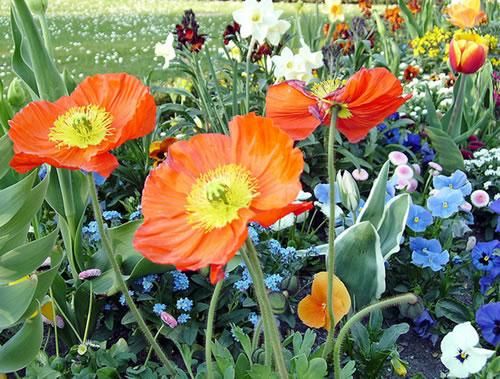 Flor Papoila Islandesa: Curiosidades e Fatos Interessantes