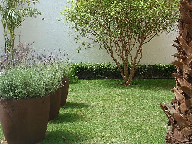 História da Viburno, Significado, Origem da Planta e Fotos