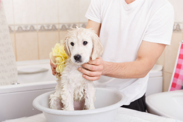 Qual é o Melhor Horário Para dar Banho em Cachorro?