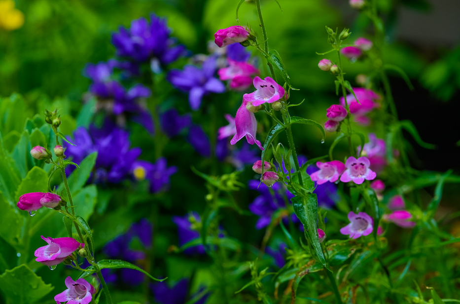 Pentstemon: Curiosidades e Fatos Interessantes Sobre a Planta