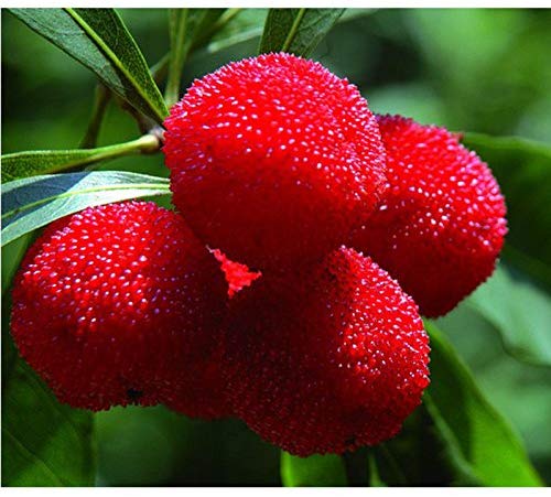 Frutas que Começam com a Letra Y: Nome e Características
