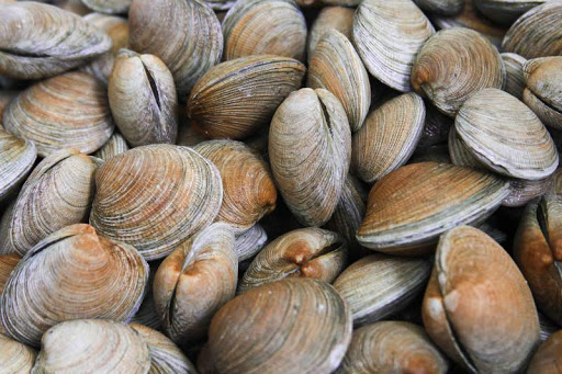 Bivalves Curiosidades e Fatos Interessantes Sobre Eles