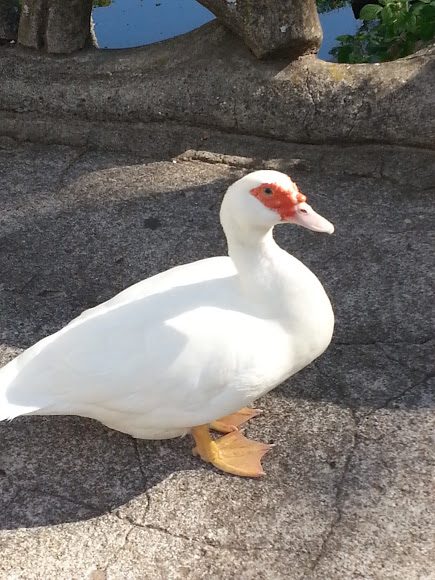 Espécies de Pato: Lista Com Tipos – Nome e Fotos