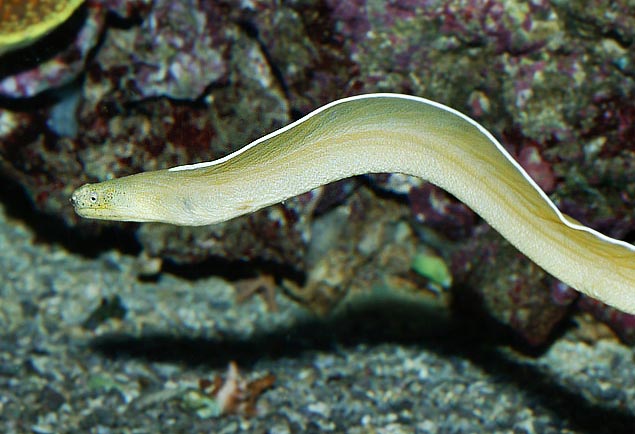 Moreia Ghost: Características, Nome Científico e Fotos