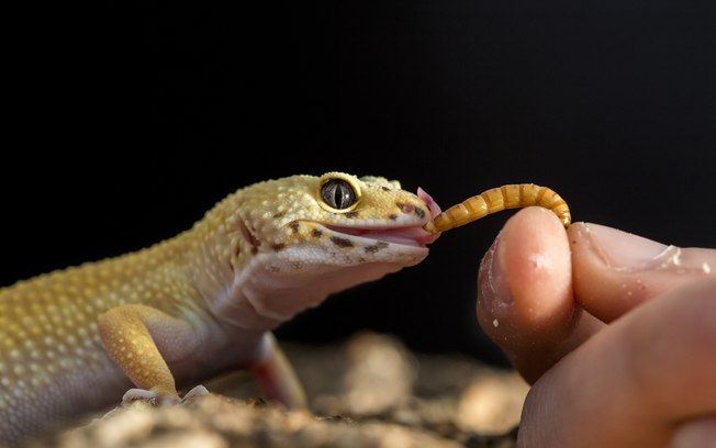 Quanto Custa Um Lagarto de Estimação?