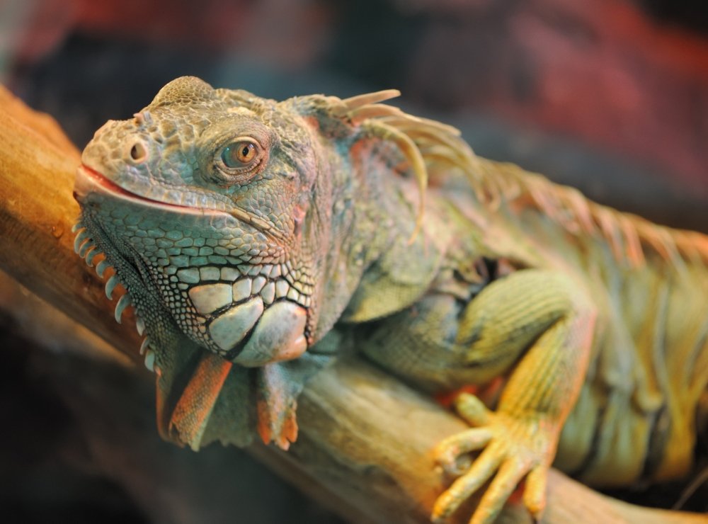 Reprodução da Iguana: Filhotes e Período de Gestação