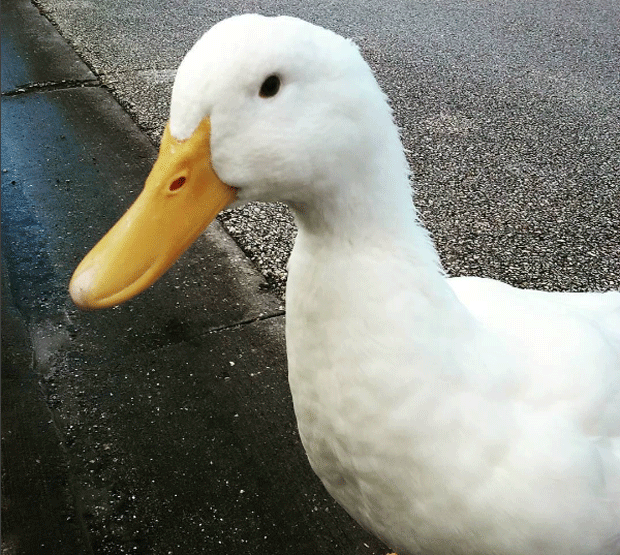Reproducao Do Pato: Filhotes E Periodo De Gestacao