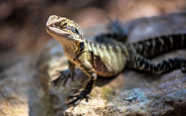 Tudo Sobre o Lagarto: Características, Nome Científico e Fotos