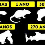 Amimais e Seu Tempo de Vida