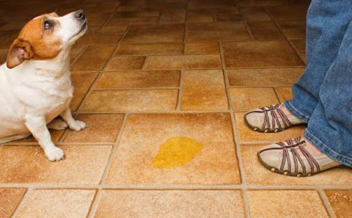 O Que Passar no Chão Para o Cachorro Não Urinar?