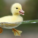 Pato Nadando no Lago