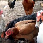 Patos e Galinhas na Grama