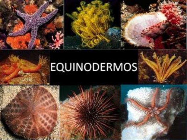 Qual a Importância dos Equinodermos Para o Ser Humano?
