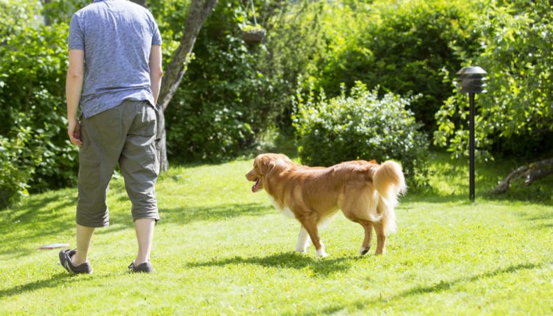 O que Significa Quando um Cachorro Desconhecido te Segue?