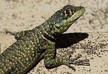 Lagarto Calango Seringueiro: Características, Hábitat e Fotos