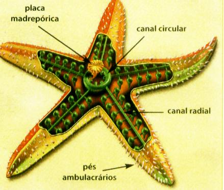 Sistema Hidrovascular dos Equinodermos: Como Funciona?