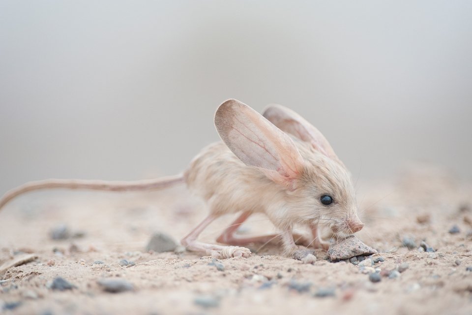 Jerboa-de-Orelha-Longa: Características e Curiosidades