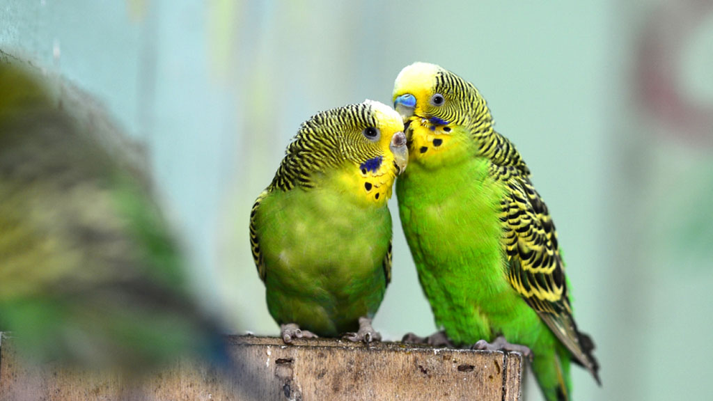 Quais os Periquitos que Falam?